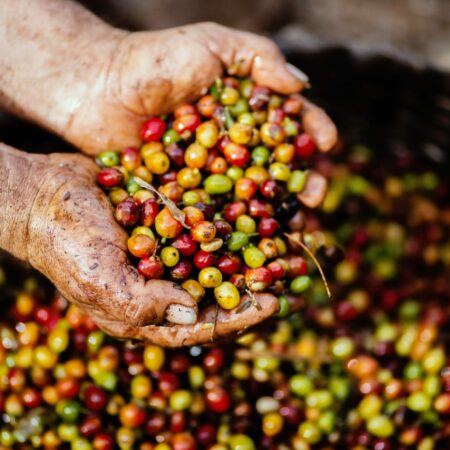 Pestovanie kávy